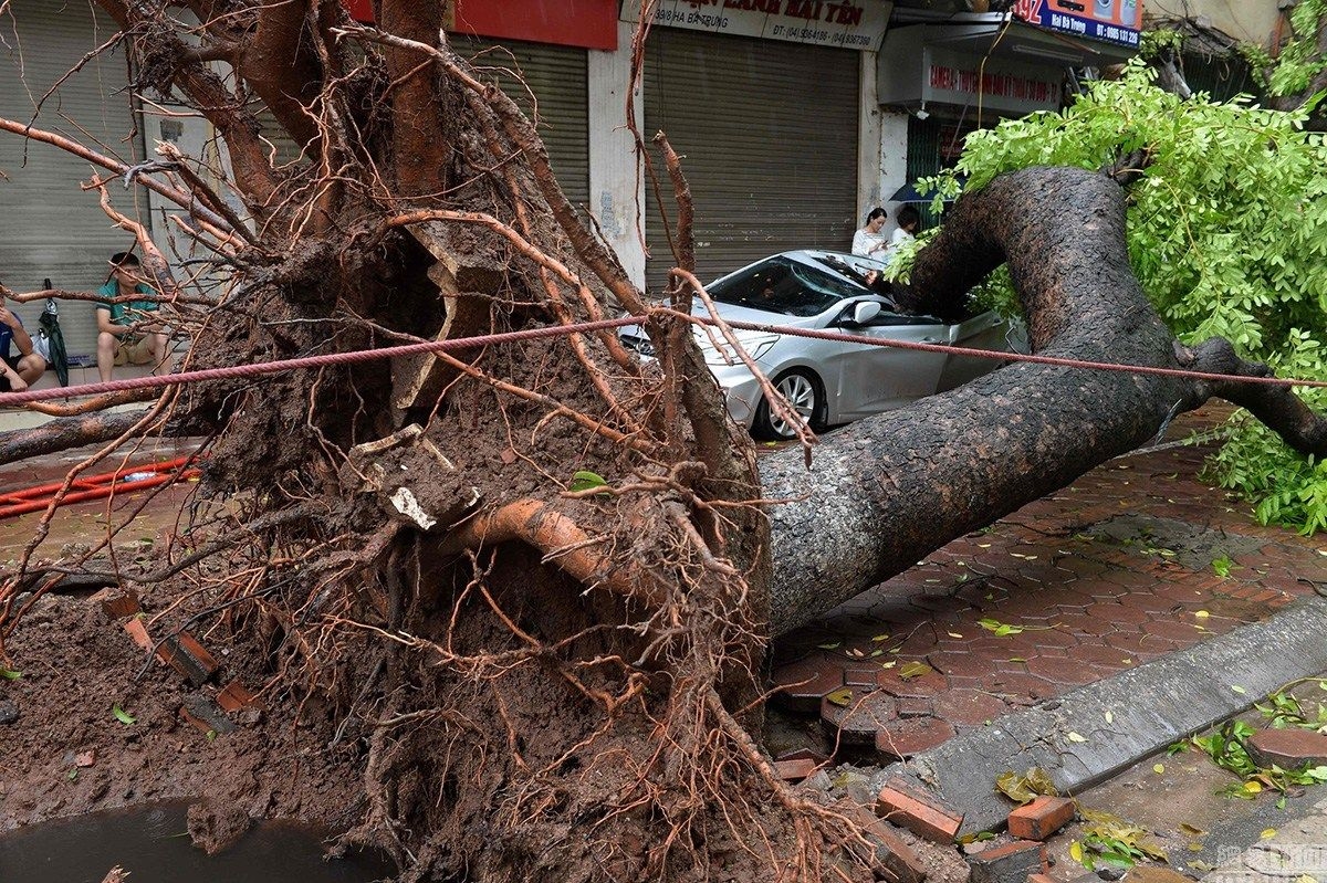 台风后大树被连根拔起